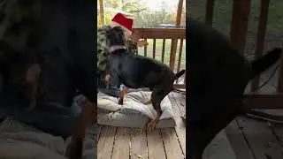 Doberman Playtime Turns Into Pure Chaos | Live Highlight