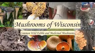 Mushrooms of Wisconsin - Backyard Naturalist Lecture Series