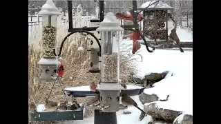 SNOW Bird Cam!  1/24/2026 - Cardinals, Goldfinches, House Finch, Crown Sparrows in the snow!