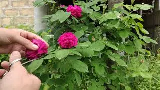 Рецепт РОЗОВОЙ ВОДЫ, которая пахнет лучше, чем настоящие розы