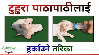 टुहुरा पाठापाठीकाेे हेरचाह । Orphan Piglet Care। Bangur Palan @AgroDevNepal