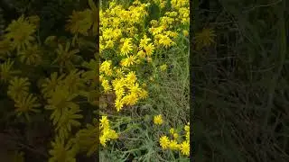 Желтая полевая ромашка растет возле моря Украина
