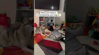 Sapphie the pomsky entertains her baby brother
