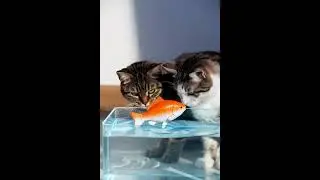 Cats vs Suspicious Fish 🐟🐱 #catshorts