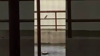 Sparrow in Terrace Garden | p johnsi | Kakinada