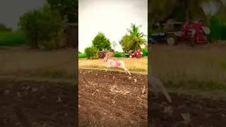 🔥कस आहे नादखुळा वासरू 🔥#youtube #bailgadasharyat #viral #khillar #shorts #बैलगाडा #शर्यत #bailgada