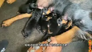 罗威纳幼犬借奶吃，吃奶姿势让人笑掉大牙，全程狗妈一点没察觉