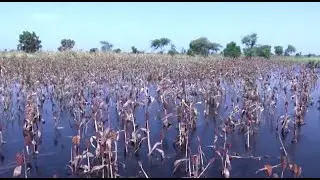 'We will starve': floods engulf farms in West Africa