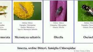 Insecta, ordine Ditteri, famiglia Chloropidae oscinella maura frit versicolor Meromyza Elachiptera