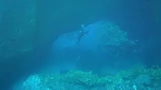 Cocos Island Day 4 Dive 1 