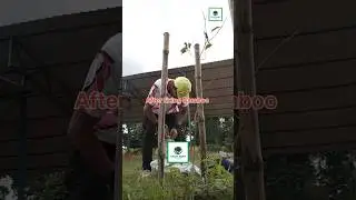 AFTER FIXING BAMBOOS | COVERED WITH A PLASTIC SACK | TREE CARE FOR BETTER TOMORROW | TREE PLANTATION