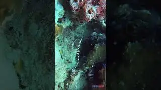 The banded pipefish