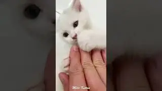white kitten playing with master's hand