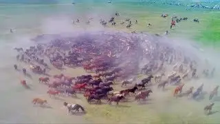 Spectacular drone footage: Hundreds of horses spiraling at Naadam festival in China