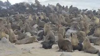 The brown fur seal (Arctocephalus pusillus)
