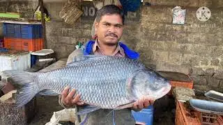 Bocha fish cutting 11kg