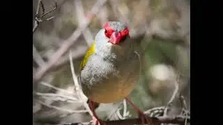 Australia Red Browed Finch | Amazing Wildlife Footage from Putta Bucca Wetlands 