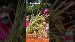 PETANI JEMBER PROTES HARGA GABAH, HADIAHI BUPATI HENDY BERAS