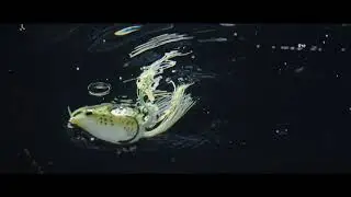 FishLab Rattle Toad Swimming Action