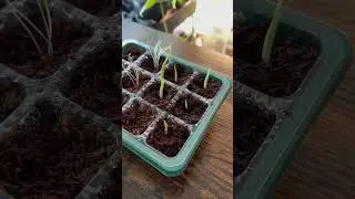 my monstera seed growth journey 🌱