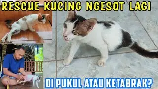 Kucing Jalan Ngesot Menunggu Dan Memohon Pertolongan Di Musholla 😭