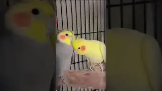 #nature #bird_lovers #cockatiel_bird 🕊️🕊️💕💕