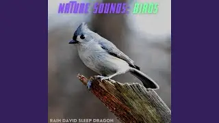 Clicking Bird