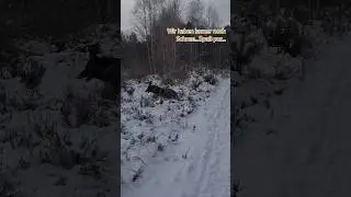 06.01.26 Ein sch&ouml;ner Winterspaziergang am Heiligen Dreik&ouml;nigen.  Drushok ist eine Rakete))