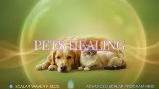 Pets Healing (Amplified Energetic In-Formation)