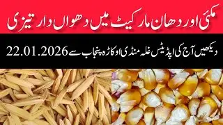 DHAN PRICE TODAY OKARA MANDI PUNJAB MAIZE RATE TODAY OKARA MANDI PUNJAB PAKISTAN 22.01.2026