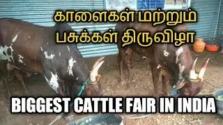 கால்நடை  திருவிழா /   Biggest cattle Fair In India