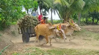 Bullock Cart Heavy Load Ride | Bullock Cart Ride