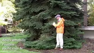 Pacific silver fir (Abies amabilis) - Plant Identification