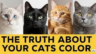 Black, White, or Orange: How Your Cat's Color Affects Their Behavior