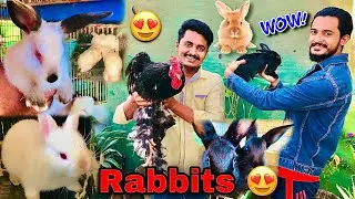 Itnay Sarey Rabbits | Hum Or Parinday | #petsvlog