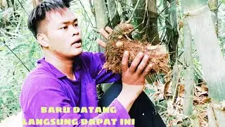 DI GUNUNG DAPAT BAMBU UNIK MINI ANEH LANGKA ASLI ALAMI