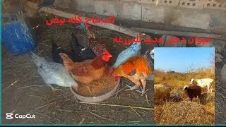 حيوان دخل جديد للمزرعه 👍🏻😍بيض الدجاج كله 🫶🏻