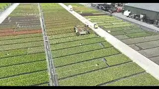 Fly over at Hoogenraad Nursery in Holland