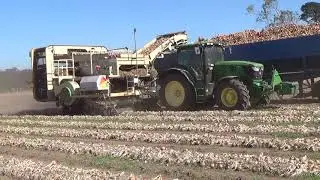 Brickendon Onion Harvest Part 3