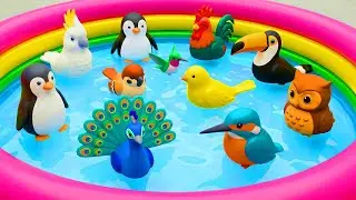 Kids Learn | Birds with Toys & real birds | Birds Names & home Learn Preschool