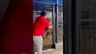 Aggressive lion wants to attack on me (mian saqib)
