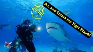 Emma the Shark Update. Even Artificial Intelligence knows her.