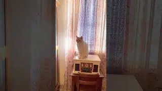He doesn't care🤣#viral#growth#cat
