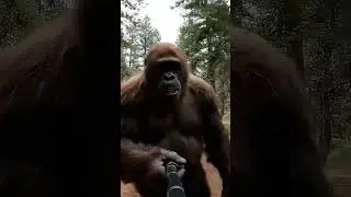Bigfoot doesn't watch his step... #shorts #bigfootvlog #bigfoot #bigfootai #ai #barrybigfoot