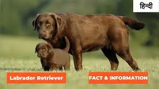 Labrador Retriever Information & Fact in Hindi | Dog | PET INFO