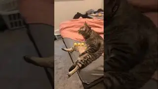 Забавные короткие шорты с домашними животными 😄😂 Самые смешные кошки и собаки #смешныеживотные #кошка #собака #шорты