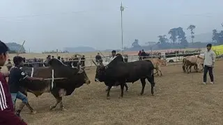 SYANG WANSHWA VS RWAT S.SHYRMANG IADAW MASI TODAY 31-01-2025