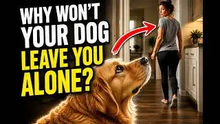 Why Your Dog is Your Shadow?