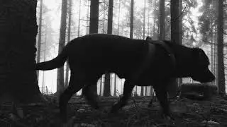 BC001 Lab in the fog Dark Ambient Field Recording ASMR
