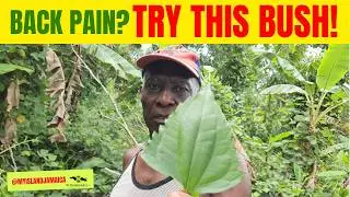 💪The Forgotten But Powerful - Jackanna Bush! 🇯🇲